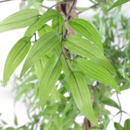 Leaf 140cm Artificial Japanese Fruticosa Ficus Tree, Green Silver - thumbnail 2