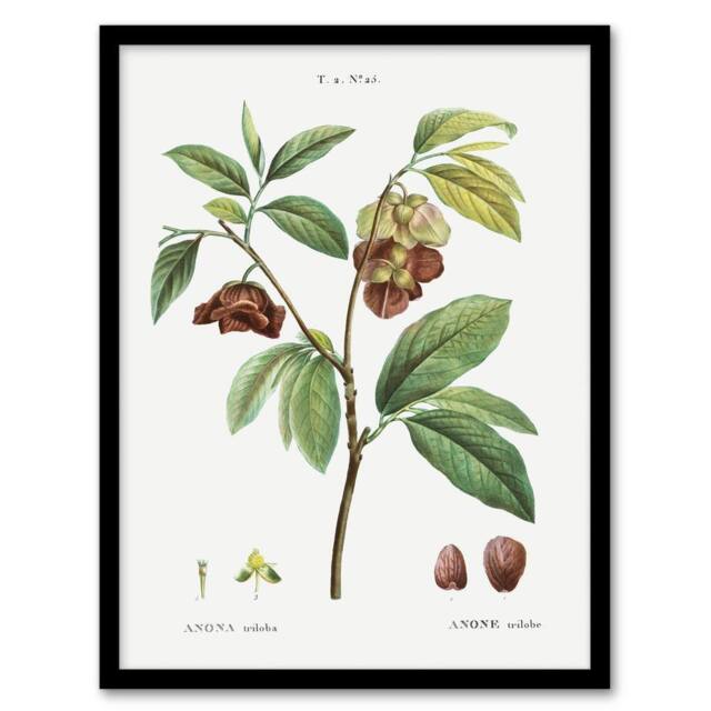 Artery8 Papaw Tree Botanical Redoute Vintage Framed Wall Art Print in White - Size: A4 - image 1
