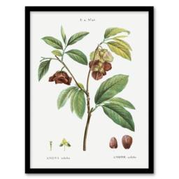 Artery8 Papaw Tree Botanical Redoute Vintage Framed Wall Art Print in White - Size: A4 - thumbnail 1