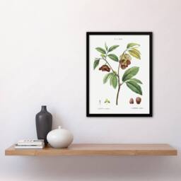 Artery8 Papaw Tree Botanical Redoute Vintage Framed Wall Art Print in White - Size: A4 - thumbnail 4
