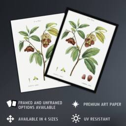 Artery8 Papaw Tree Botanical Redoute Vintage Framed Wall Art Print in White - Size: A4 - thumbnail 2