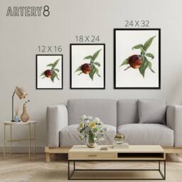 "Artery8 Vintage Artwork of Pine Apple Nectarine Wright Framed Canvas Wall Art in White - Size: W12"" x H16""" - thumbnail 4