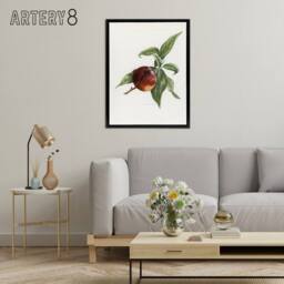 "Artery8 Vintage Artwork of Pine Apple Nectarine Wright Framed Canvas Wall Art in White - Size: W12"" x H16""" - thumbnail 3