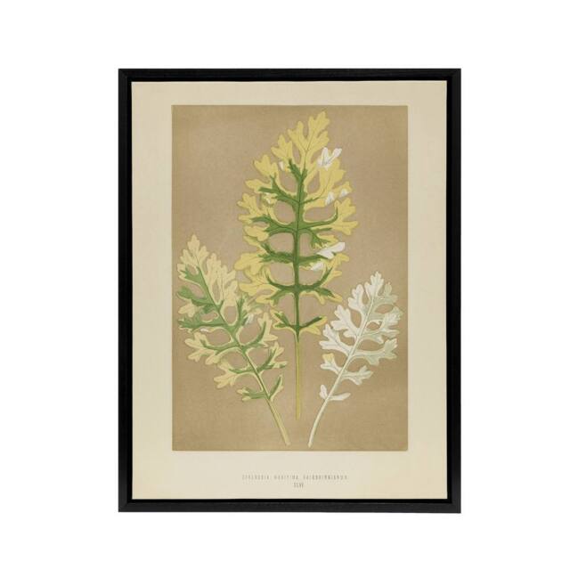 "Artery8 Vintage Botanical Dusty Miller Leaves Fawcett Framed Canvas Wall Art in Beige - Size: W12"" x H16""" - image 1
