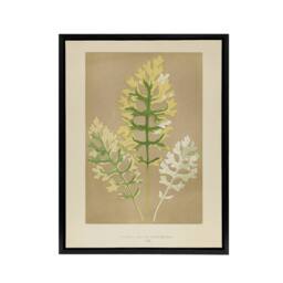 "Artery8 Vintage Botanical Dusty Miller Leaves Fawcett Framed Canvas Wall Art in Beige - Size: W12"" x H16""" - thumbnail 1
