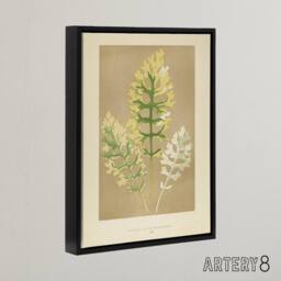 "Artery8 Vintage Botanical Dusty Miller Leaves Fawcett Framed Canvas Wall Art in Beige - Size: W12"" x H16""" - thumbnail 2