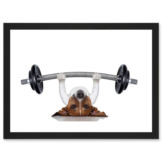 Artery8 Funny Photo Jack Russell Dog Personal Trainer Weight Lifter Artwork Framed Wall Art Print A4 in Black - image 1