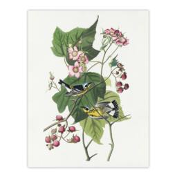 "Artery8 Black & Yellow Warblers Audubon Nature Wall Art Print Poster in White - Size: W12"" x H16""" - thumbnail 1