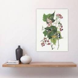 "Artery8 Black & Yellow Warblers Audubon Nature Wall Art Print Poster in White - Size: W12"" x H16""" - thumbnail 4