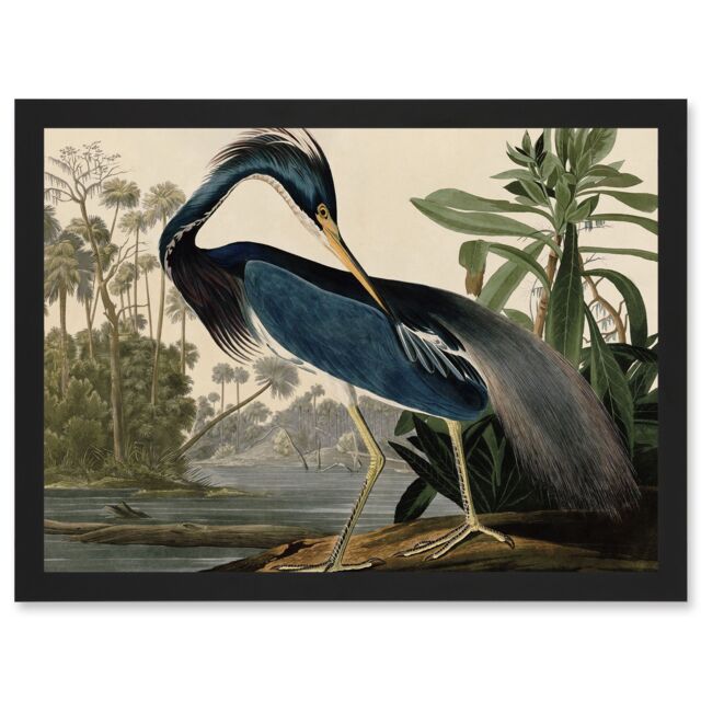 Artery8 Audubon Birds Louisiana Blue Heron Painting A4 Artwork Framed Wall Art Print in Black - image 1