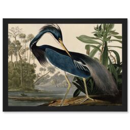 Artery8 Audubon Birds Louisiana Blue Heron Painting A4 Artwork Framed Wall Art Print in Black - thumbnail 1