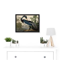 Artery8 Audubon Birds Louisiana Blue Heron Painting A4 Artwork Framed Wall Art Print in Black - thumbnail 2