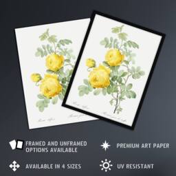 "Artery8 Yellow Rose Botanical Redoute Vintage Framed Wall Art Print in White - Size: W12"" x H16""" - thumbnail 2