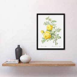 "Artery8 Yellow Rose Botanical Redoute Vintage Framed Wall Art Print in White - Size: W12"" x H16""" - thumbnail 4