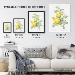 "Artery8 Yellow Rose Botanical Redoute Vintage Framed Wall Art Print in White - Size: W12"" x H16""" - thumbnail 3