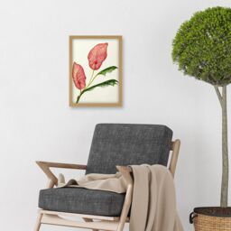 Artery8 Pink Laceleaf Tropical Leaf Anthurium Botanical Artwork Framed Wall Art Print A4 in Light Oak - thumbnail 2