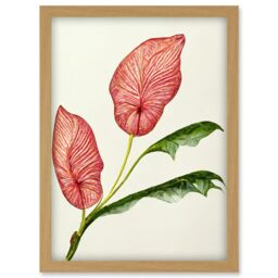Artery8 Pink Laceleaf Tropical Leaf Anthurium Botanical Artwork Framed Wall Art Print A4 in Light Oak - thumbnail 1