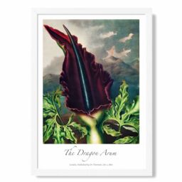 ARTZE Vintage Floral Exhibition - Dragon Arum Flower Framed Print SIZE: A2 with White Frame in Purple - Size: A4