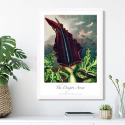 ARTZE Vintage Floral Exhibition - Dragon Arum Flower Framed Print SIZE: A2 with White Frame in Purple - Size: A4 - thumbnail 2