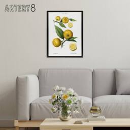 "Artery8 Clusters of Citrus Fruit Redoute Vintage Black Framed Canvas Wall Art in White - Size: W12"" x H16""" - thumbnail 3