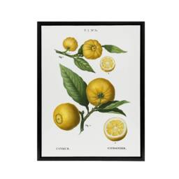 "Artery8 Clusters of Citrus Fruit Redoute Vintage Black Framed Canvas Wall Art in White - Size: W12"" x H16""" - thumbnail 1