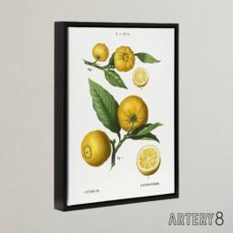 "Artery8 Clusters of Citrus Fruit Redoute Vintage Black Framed Canvas Wall Art in White - Size: W12"" x H16""" - thumbnail 2