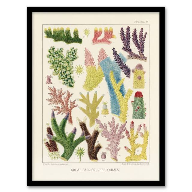 Artery8 Great Barrier Reef Corals Marine Life Kent Framed Wall Art Print in Beige - Size: A4 - image 1
