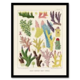 Artery8 Great Barrier Reef Corals Marine Life Kent Framed Wall Art Print in Beige - Size: A4 - thumbnail 1