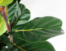 Leaf 120cm Artificial Fiddle Fig Tree Premium in Green - thumbnail 3
