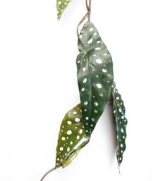 Leaf 110cm Artificial Hanging Trailing Begonia Maculata Spotted Plant in Purple - thumbnail 2
