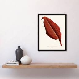 Artery8 Shirley Hibberd Framed Wall Art Print Canna Vintage Botany Red Leaf in White - Size: A4 - thumbnail 2