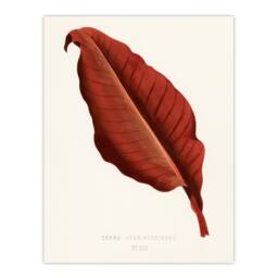 Artery8 Shirley Hibberd Framed Wall Art Print Canna Vintage Botany Red Leaf in White - Size: A4 - thumbnail 3