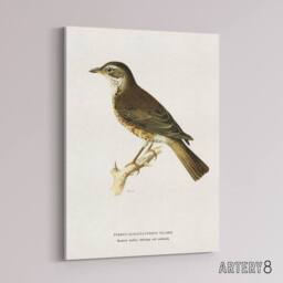 "Artery8 Redwing Bird Turdus Iliacus Von Wright Vintage Canvas Wall Art in White - Size: W18"" x H24""" - thumbnail 2