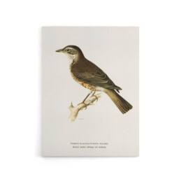 "Artery8 Redwing Bird Turdus Iliacus Von Wright Vintage Canvas Wall Art in White - Size: W18"" x H24""" - thumbnail 1