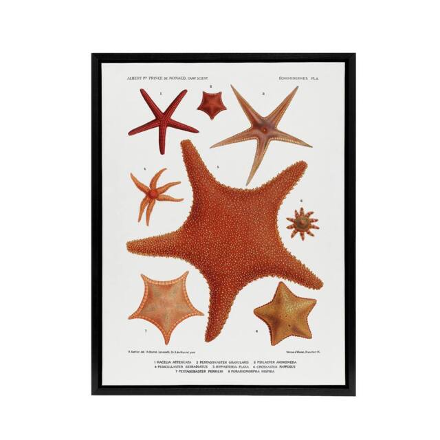 "Artery8 Starfish Varieties Marine Life Albert I Framed Canvas Wall Art Print in White - Size: W12"" x H16""" - image 1