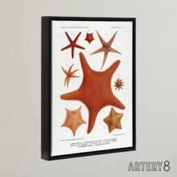 "Artery8 Starfish Varieties Marine Life Albert I Framed Canvas Wall Art Print in White - Size: W12"" x H16""" - thumbnail 2