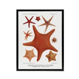 "Artery8 Starfish Varieties Marine Life Albert I Framed Canvas Wall Art Print in White - Size: W12"" x H16""" - thumbnail 1
