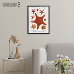 "Artery8 Starfish Varieties Marine Life Albert I Framed Canvas Wall Art Print in White - Size: W12"" x H16""" - thumbnail 3