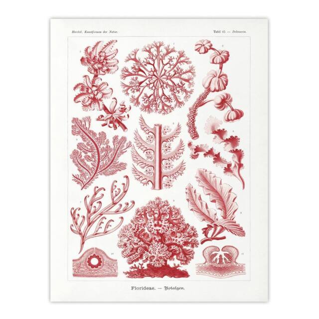 "Artery8 Florideophyceae Red Algae Haeckel Botanical Wall Art Print Poster in White - Size: W24"" x H32""" - image 1