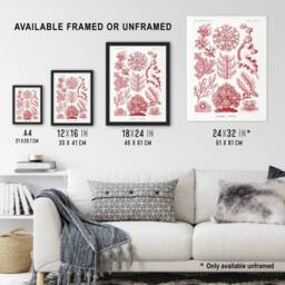 "Artery8 Florideophyceae Red Algae Haeckel Botanical Wall Art Print Poster in White - Size: W24"" x H32""" - thumbnail 3