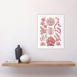 "Artery8 Florideophyceae Red Algae Haeckel Botanical Wall Art Print Poster in White - Size: W24"" x H32""" - thumbnail 4