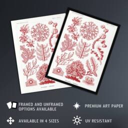 "Artery8 Florideophyceae Red Algae Haeckel Botanical Wall Art Print Poster in White - Size: W24"" x H32""" - thumbnail 2