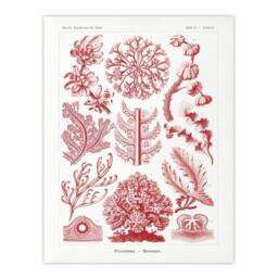 "Artery8 Florideophyceae Red Algae Haeckel Botanical Wall Art Print Poster in White - Size: W24"" x H32""" - thumbnail 1
