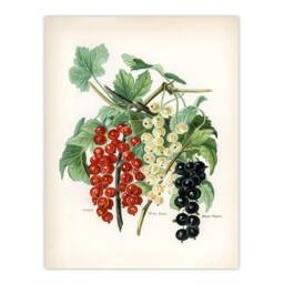Artery8 John Wright Framed Wall Art Black Naples Victoria White Dutch Currants - Size: A4 - thumbnail 3