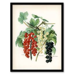 Artery8 John Wright Framed Wall Art Black Naples Victoria White Dutch Currants - Size: A4 - thumbnail 1