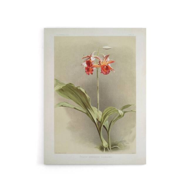 "Artery8 F Sander Phaius Hybridus Cooksonii Orchid Flowers Canvas Art Print - Size: W12"" x H16""" - image 1