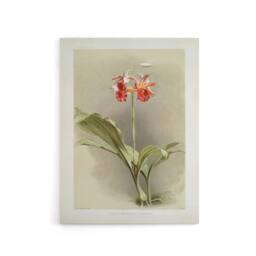 "Artery8 F Sander Phaius Hybridus Cooksonii Orchid Flowers Canvas Art Print - Size: W12"" x H16""" - thumbnail 1