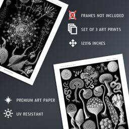 Artery8 Set of 3 Phaeodaria Black White Haeckel Vintage Illustrations Marine Plankton Amoeboid Cercozoans Unframed Wall Art Living Room Poster Prints - thumbnail 4