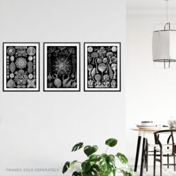 Artery8 Set of 3 Phaeodaria Black White Haeckel Vintage Illustrations Marine Plankton Amoeboid Cercozoans Unframed Wall Art Living Room Poster Prints - thumbnail 3