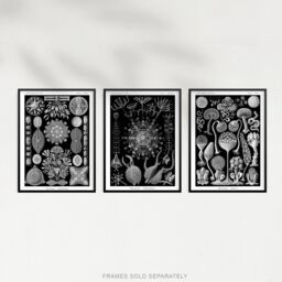 Artery8 Set of 3 Phaeodaria Black White Haeckel Vintage Illustrations Marine Plankton Amoeboid Cercozoans Unframed Wall Art Living Room Poster Prints - thumbnail 5